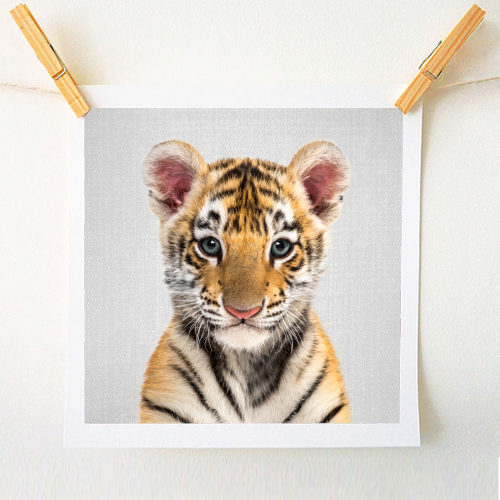 Baby Tiger - Colorful - A1 - A4 art print by Gal Design